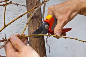 What Are the Signs That Your Trees Need Pruning?